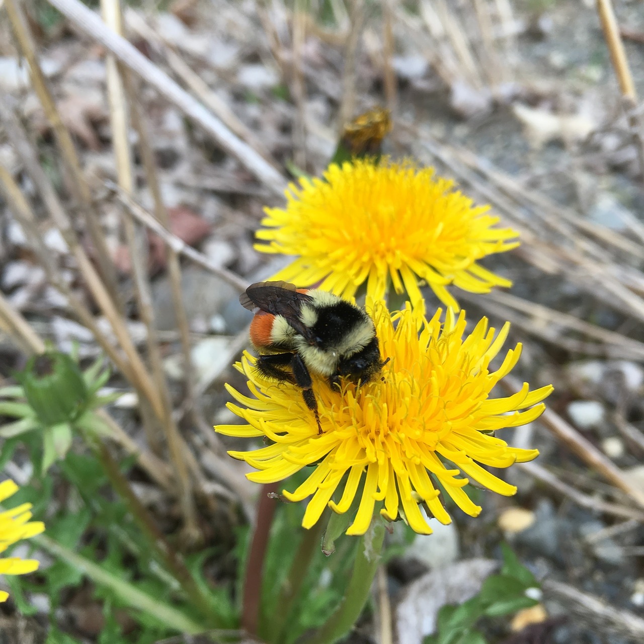 bumble bee flower dandelion free photo