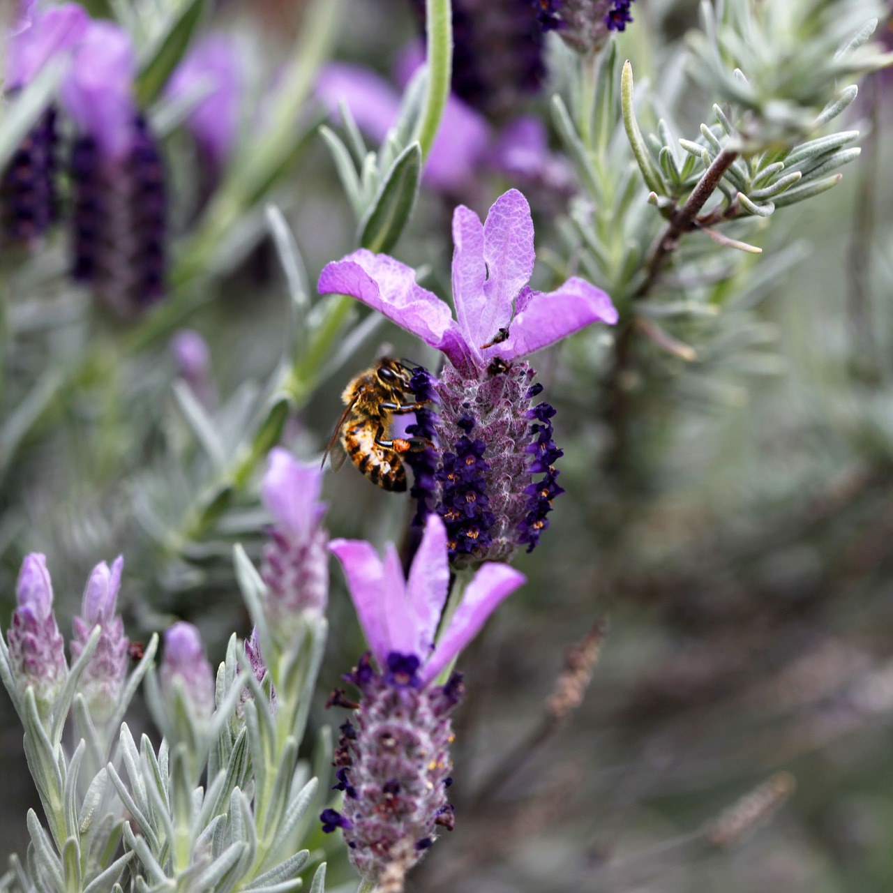 bumble bee flowers lavender free photo