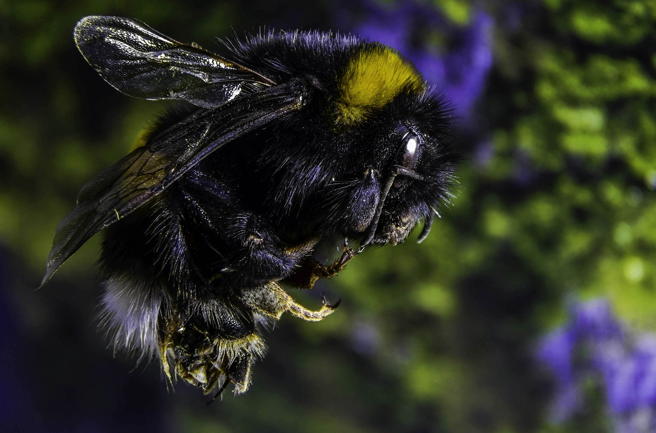 bumble-bee insect macro free photo