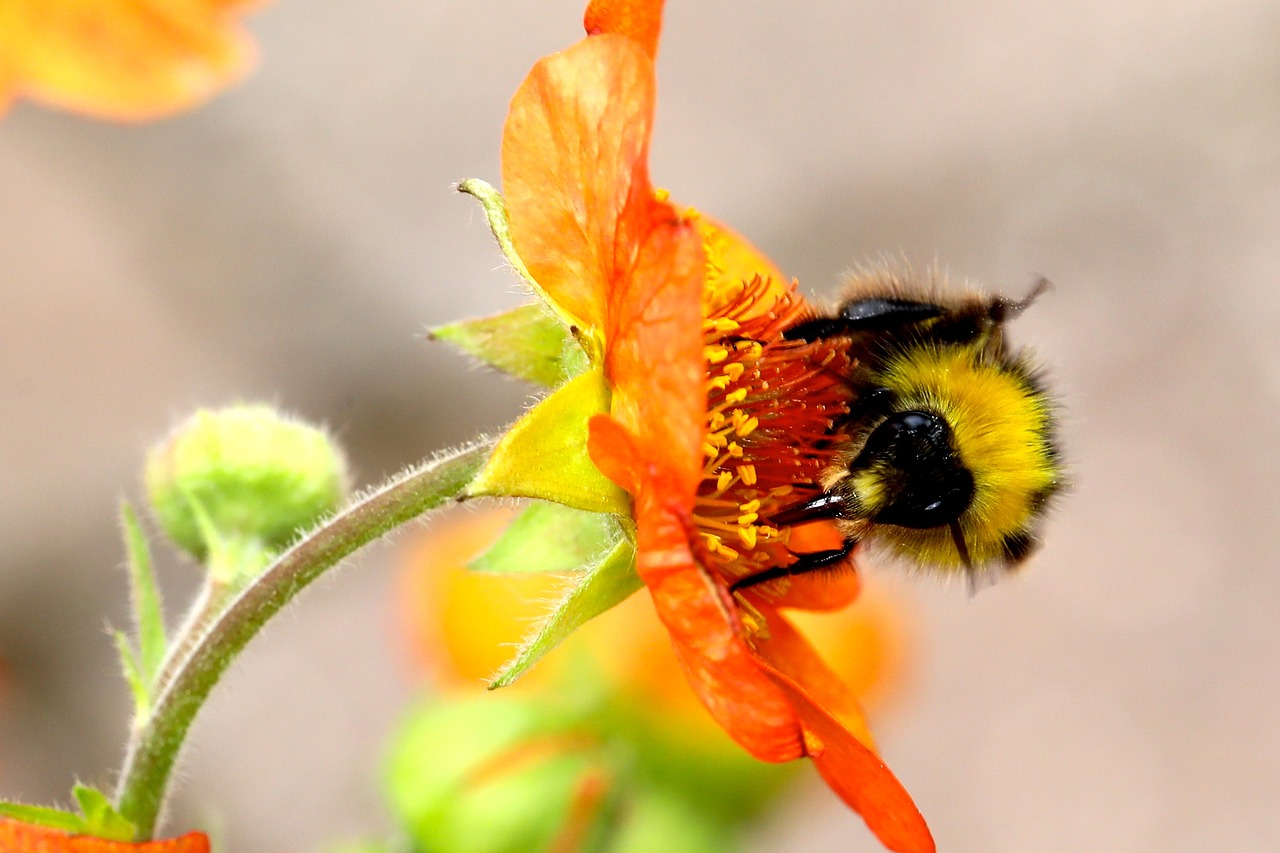 bumble bee bumblebee flower free photo