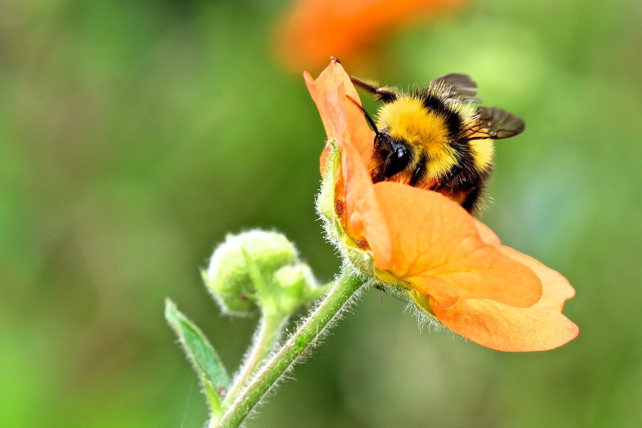 bumble bee bumblebee insect free photo