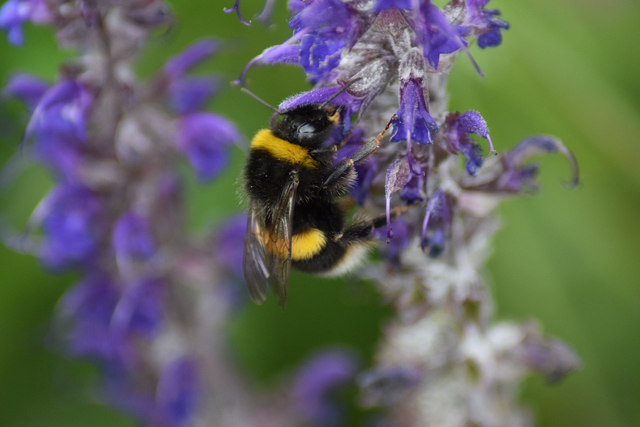 bumble bee bombus bee free photo