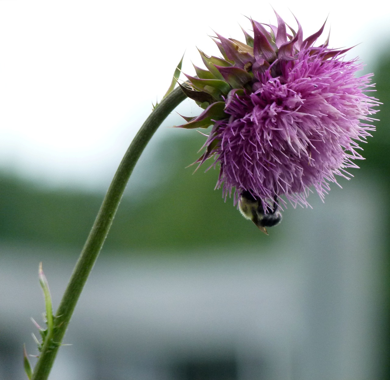 bumble bee bee bumble free photo