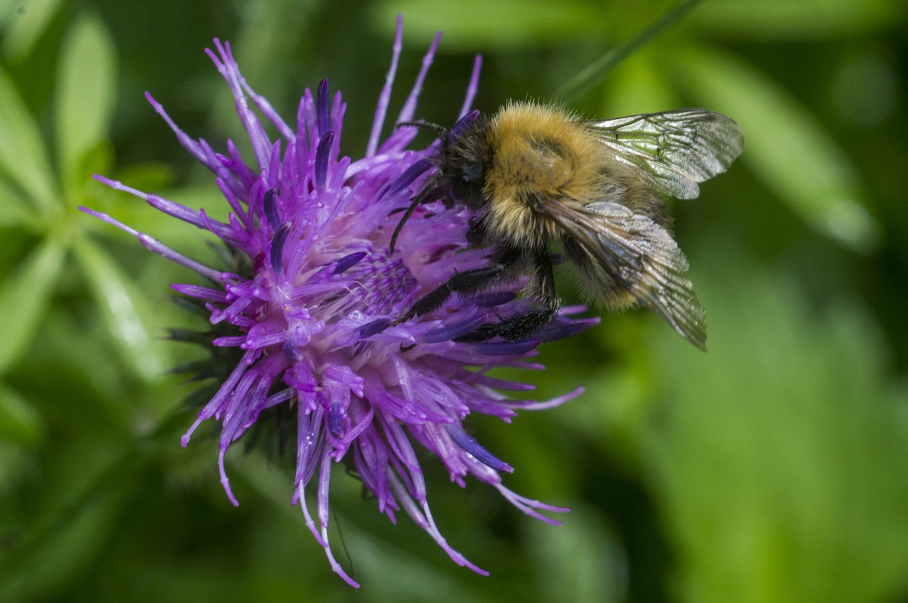 bumble-bee thistle summer free photo