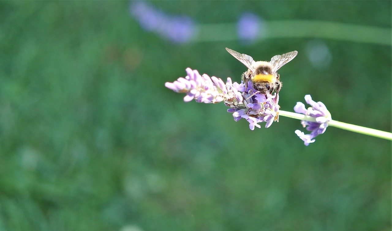 bumble bee honey bee free photo