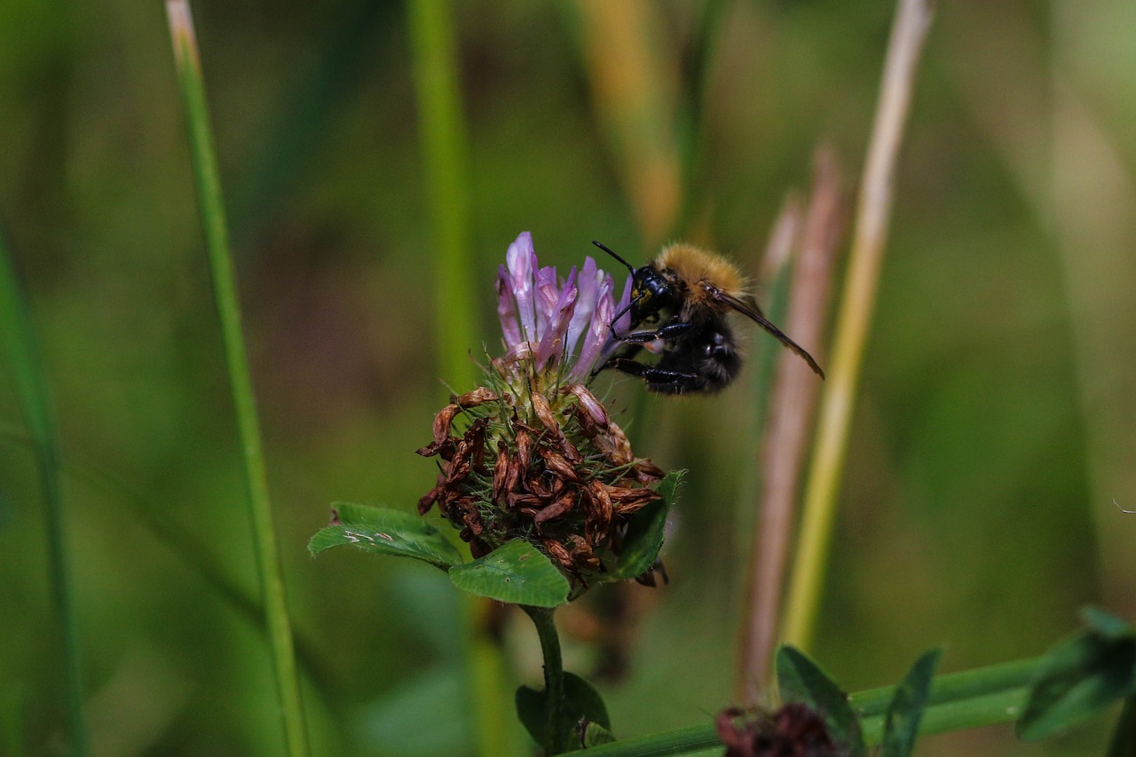 bumble bee insect flower free photo