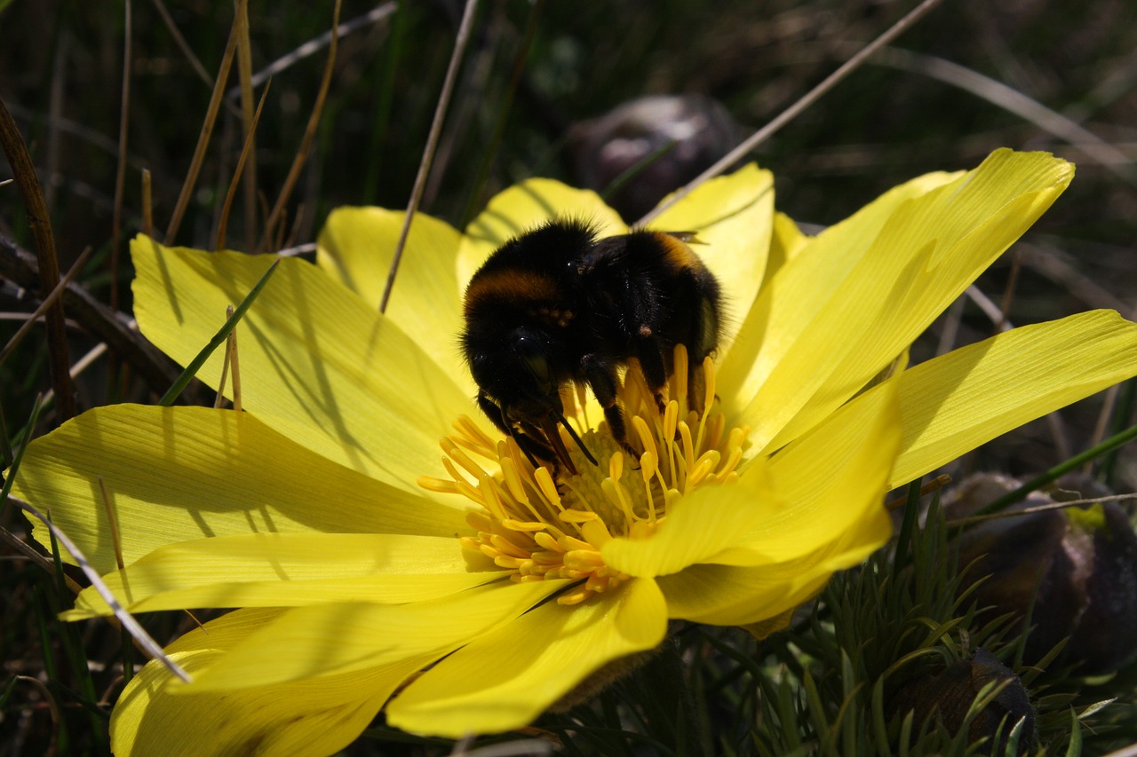 bumble-bee hlavacek flower free photo