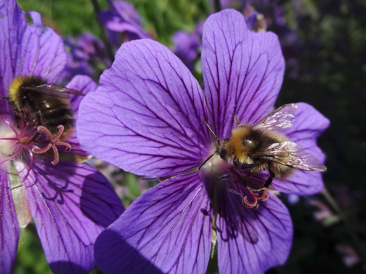 bumble bee honey bee bees free photo