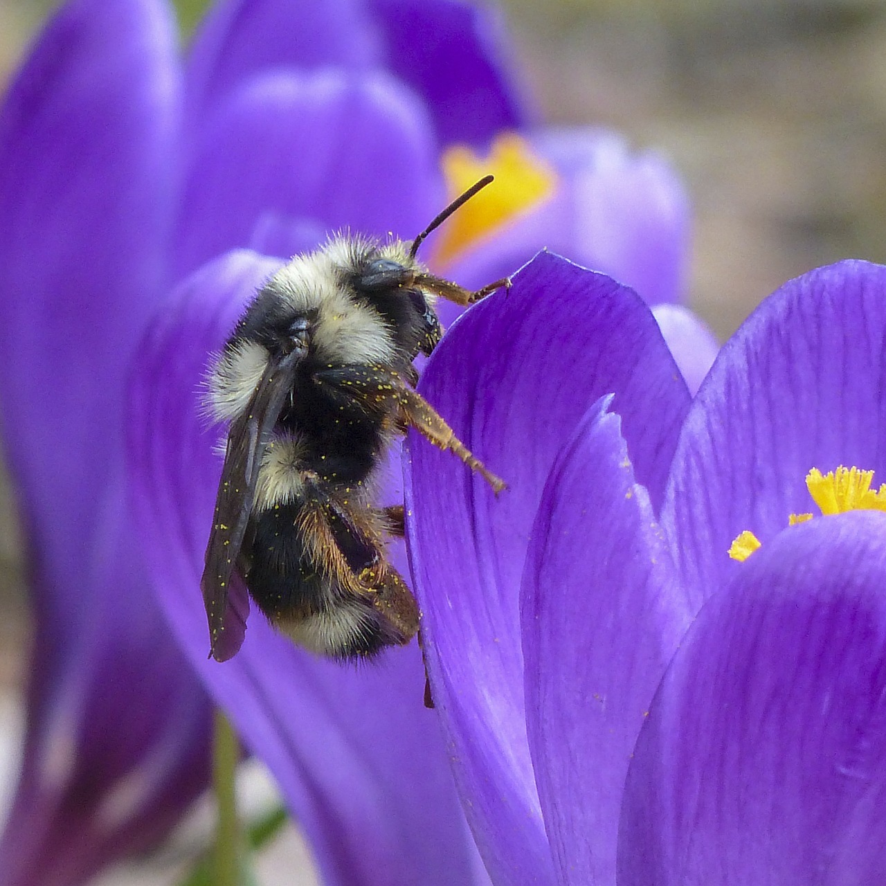 bumble bee purple crocus free photo