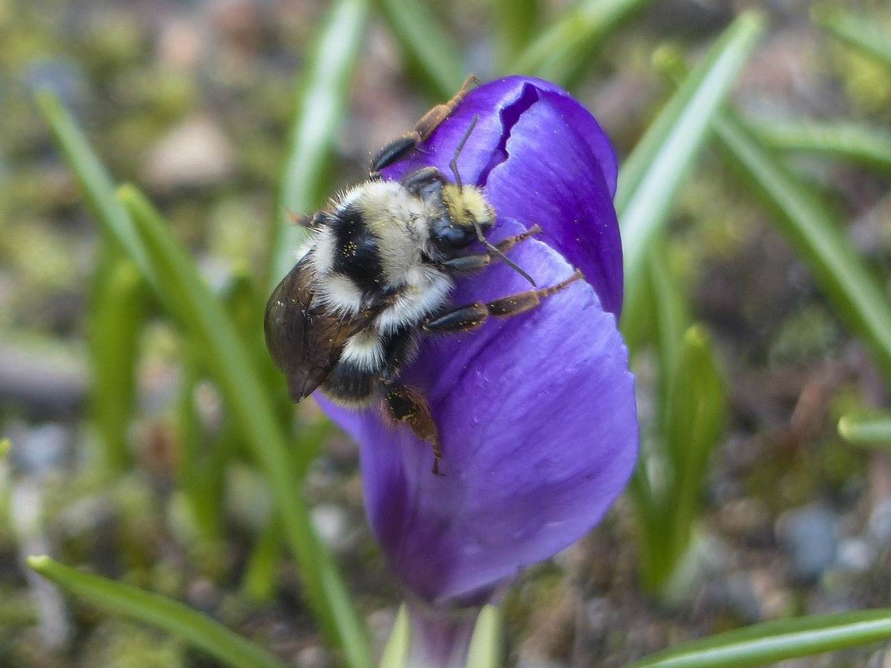 bumble bee purple crocus free photo