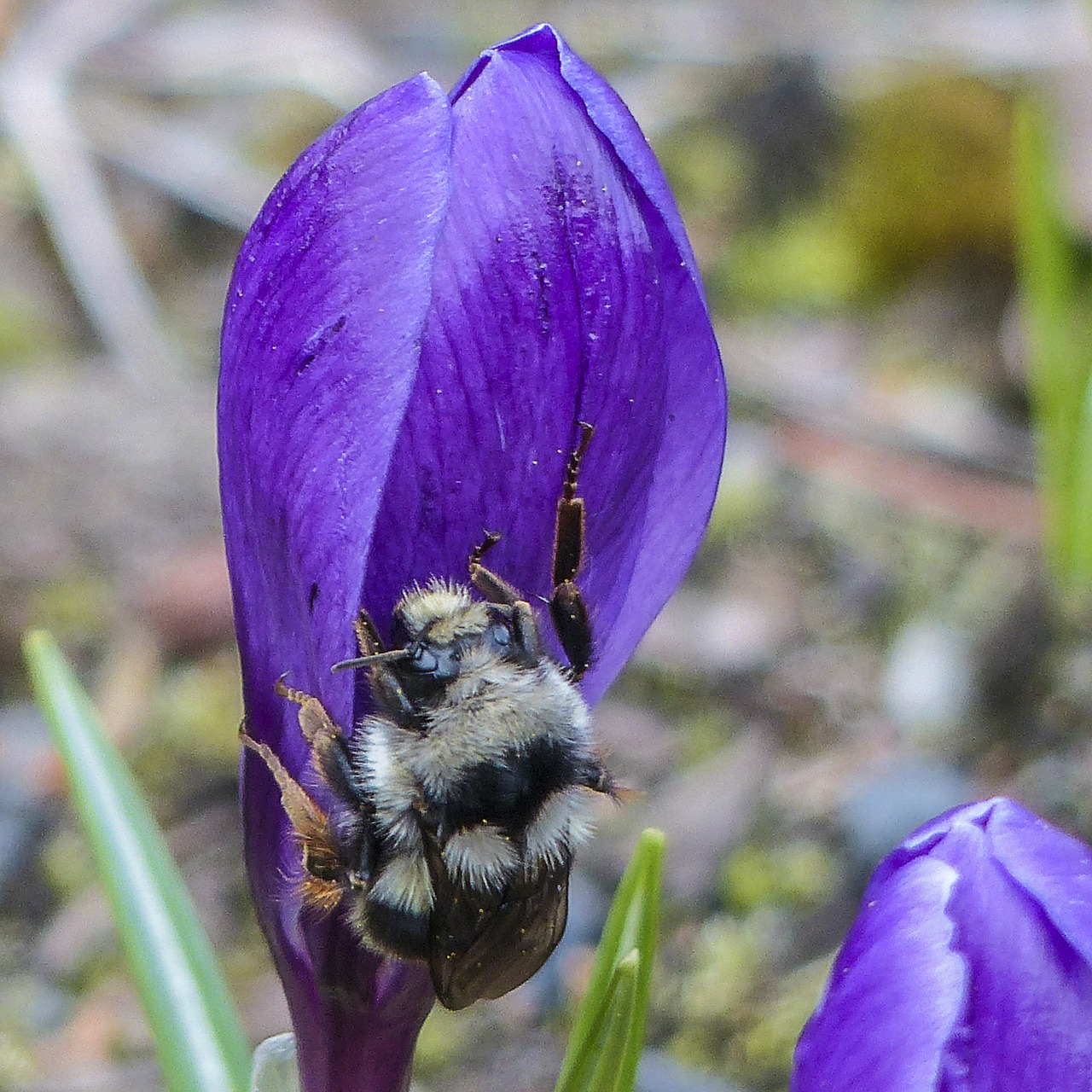 bumble bee purple crocus free photo