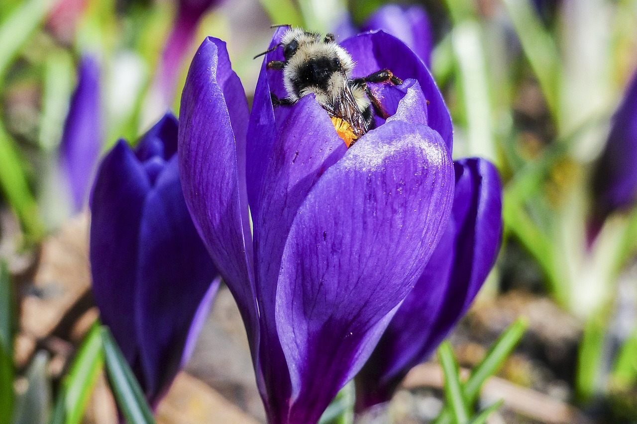 bumble bee purple crocus free photo