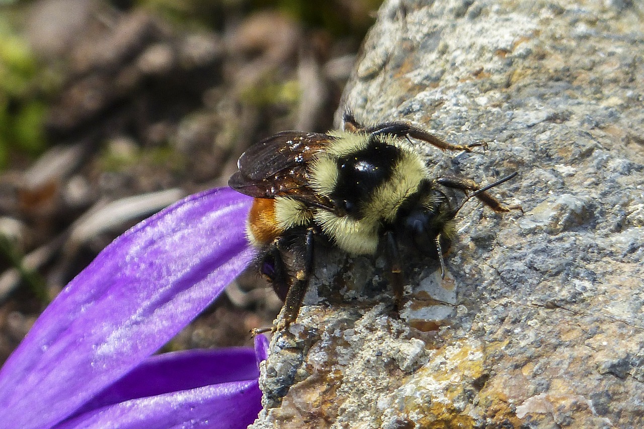 bumble bee rock crawling free photo