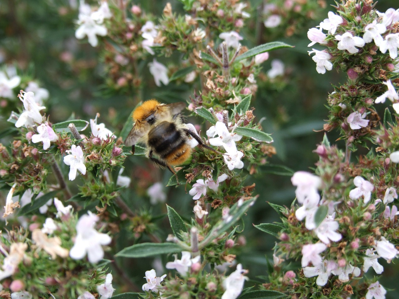 bumble-bee savory herb free photo