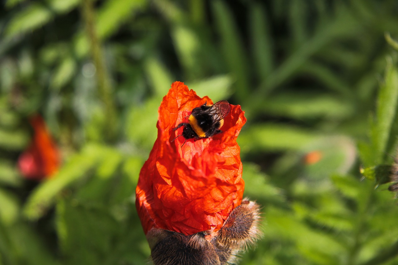 bumble bee  red poppy  garden free photo