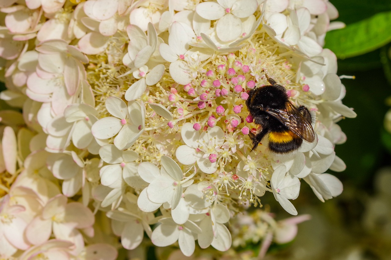 bumble-bee  september hydrangea  pollination free photo