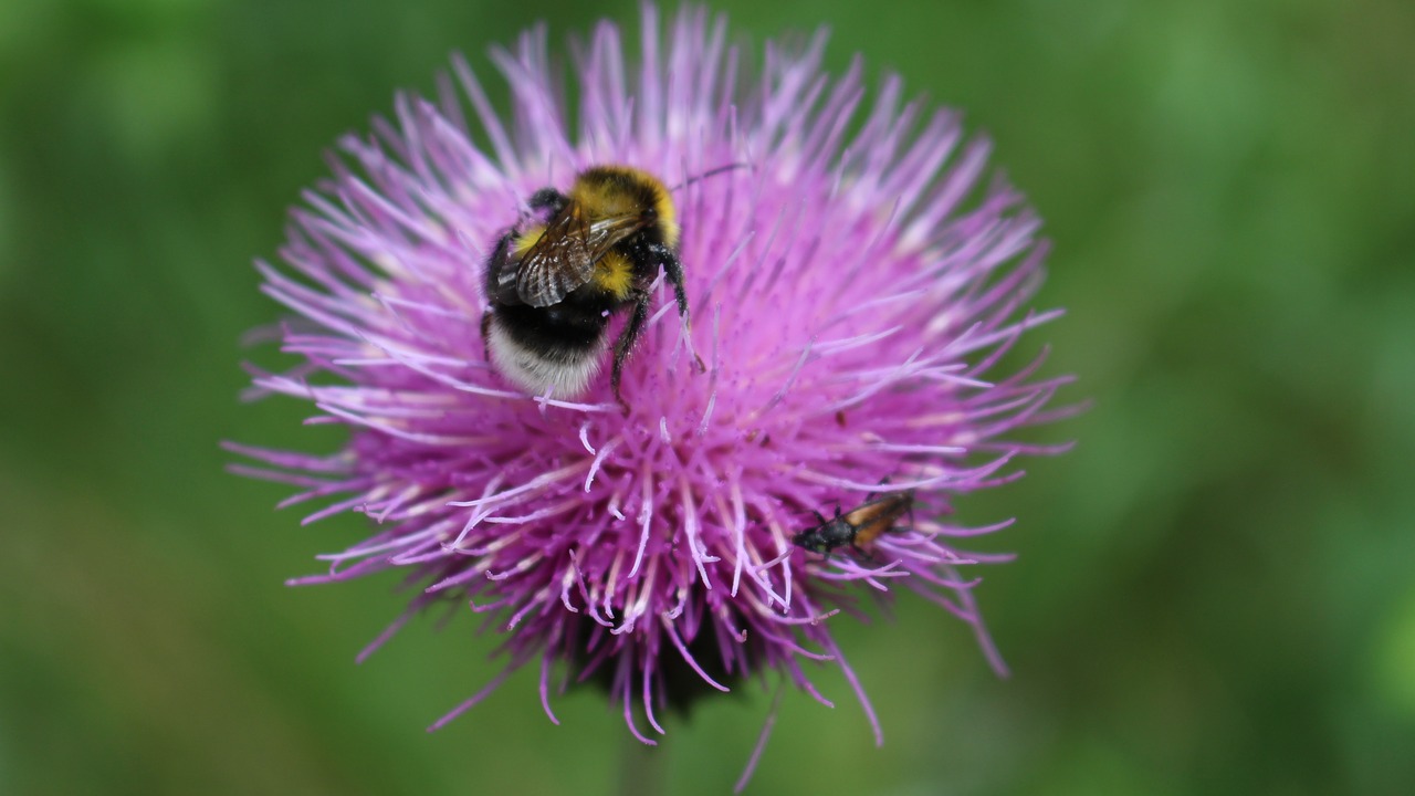 bumble-bee  flower  insect free photo