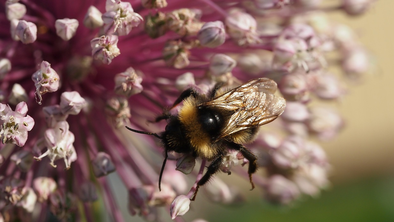 bumble-bee summer flower free photo