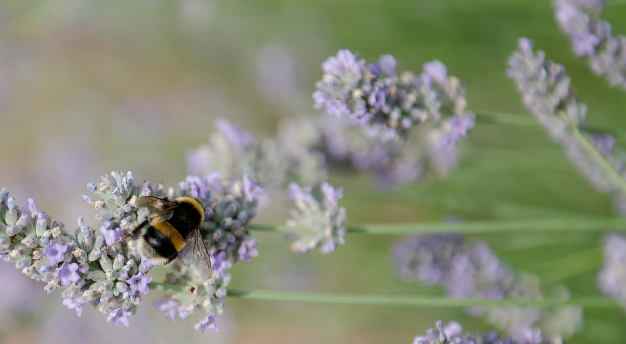 bumble bee summer lavender free photo