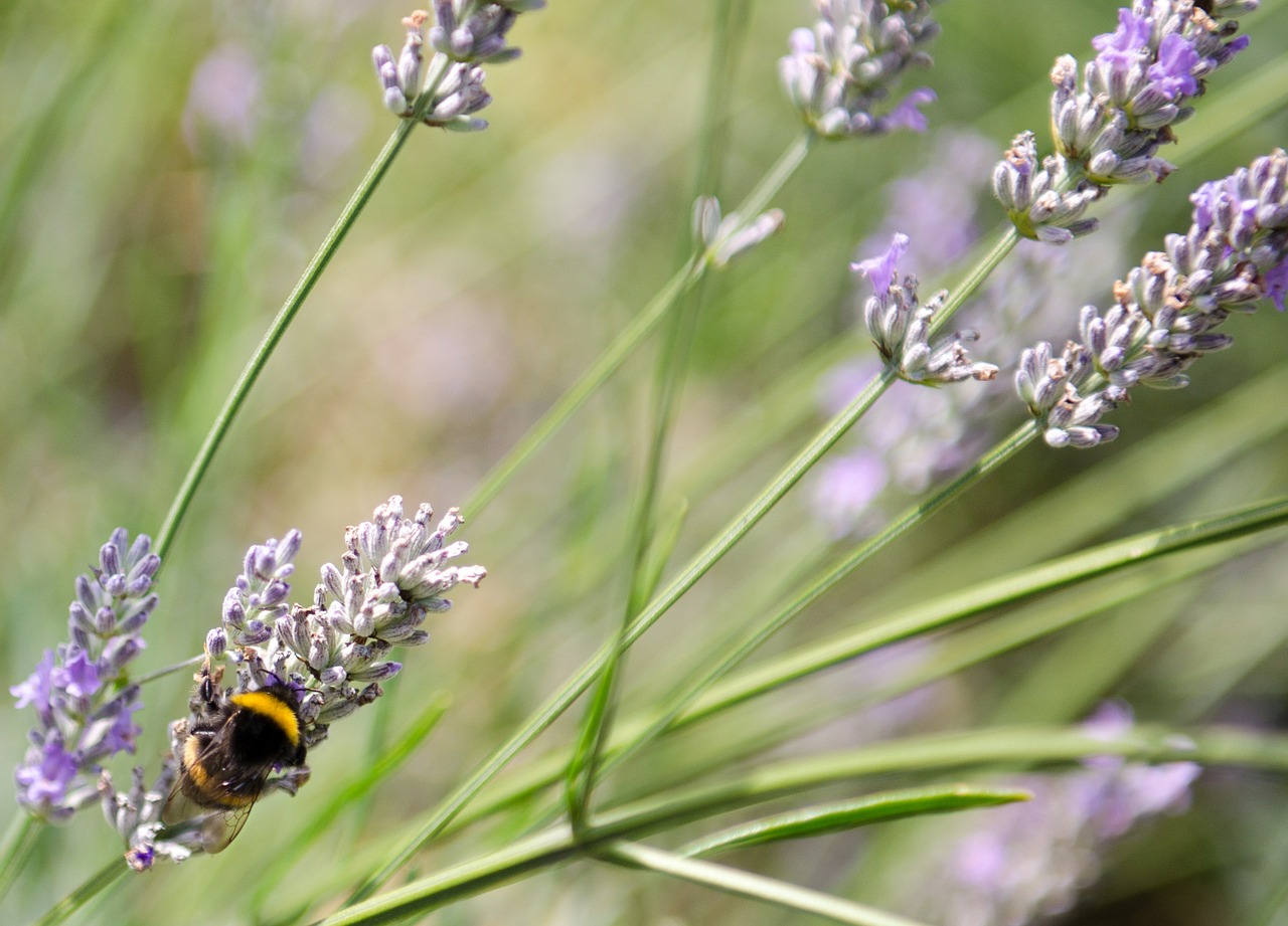 bumble bee lavender macro free photo