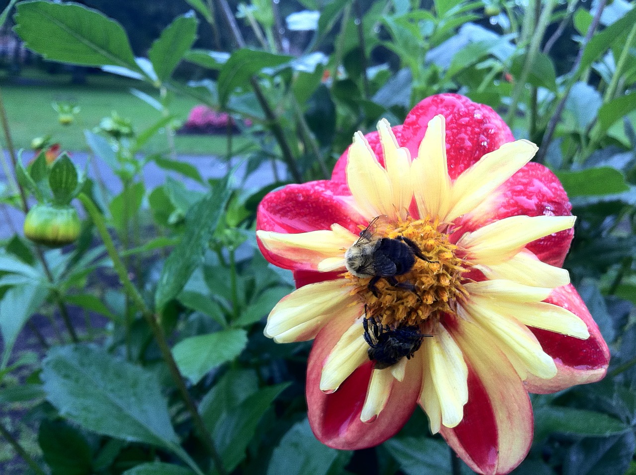 bumble bee flower garden free photo