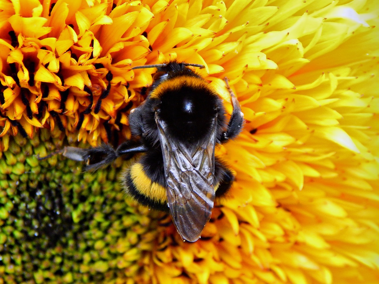 bumble-bee insect flower free photo