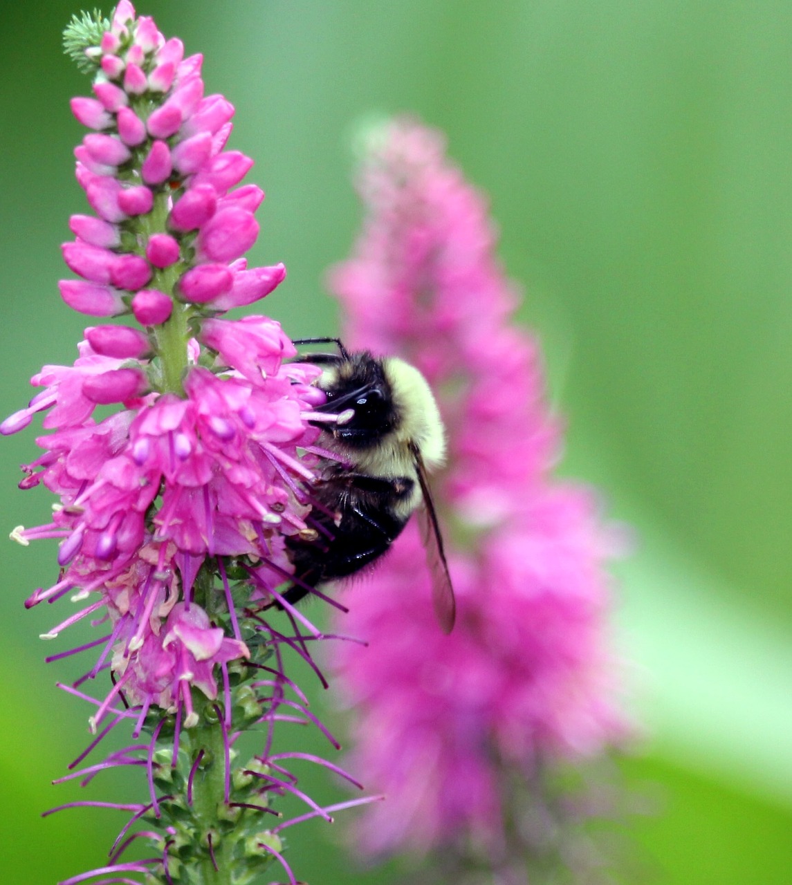 bumble bee pollination garden free photo