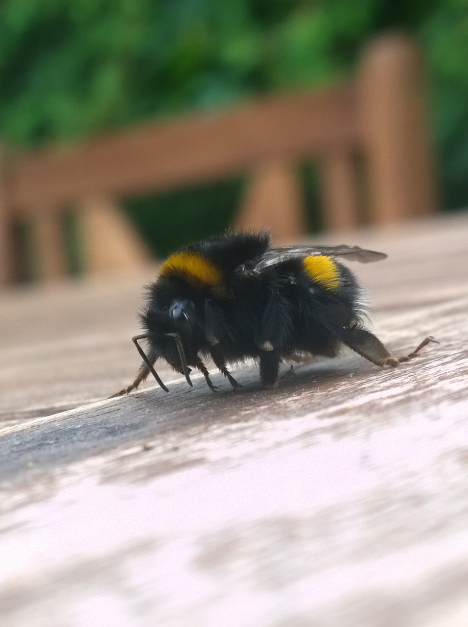 bumble bee insect honey free photo