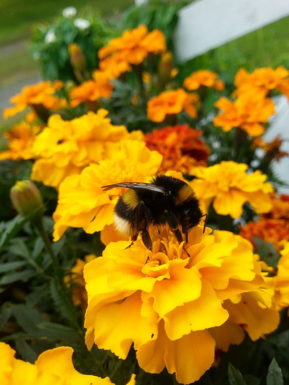 bumble-bee flower garden free photo