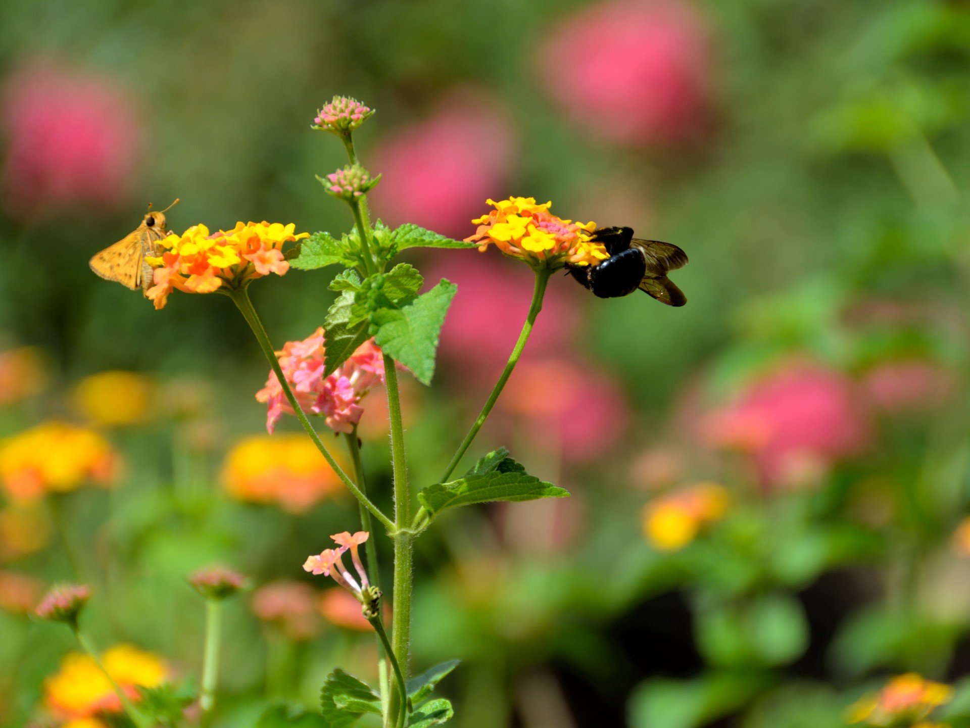 bumble bee sting insect free photo