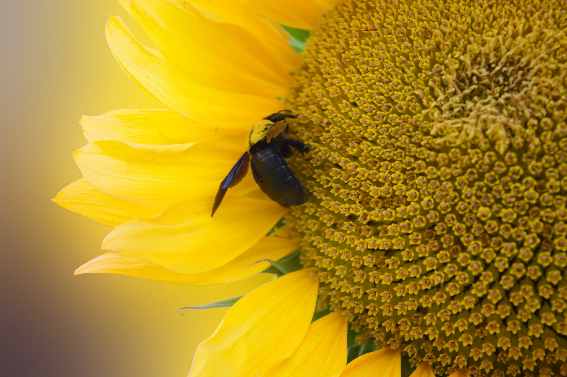 sunflower flower bumble bee free photo