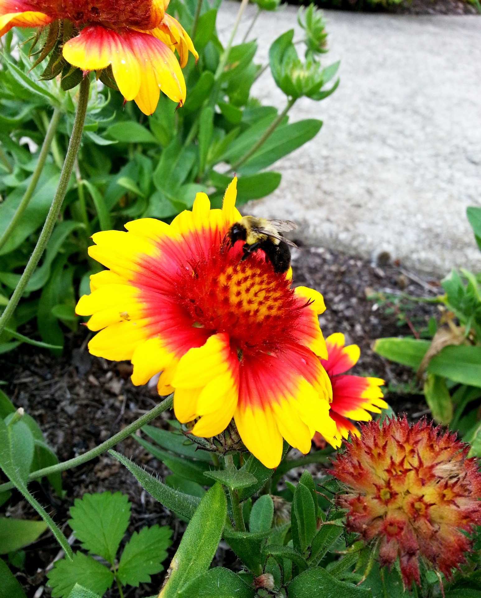 bumble bee bees colorful free photo