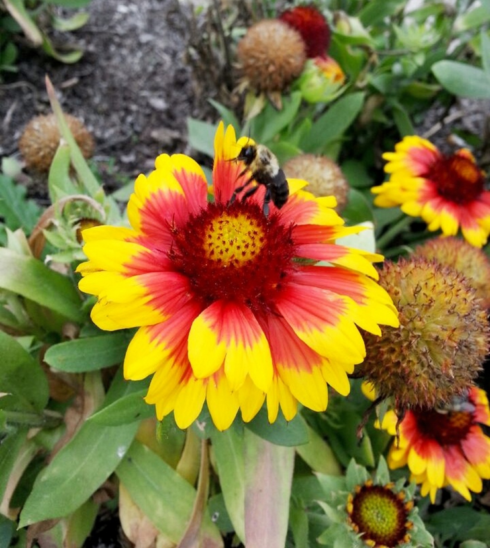 bee bee's flower free photo