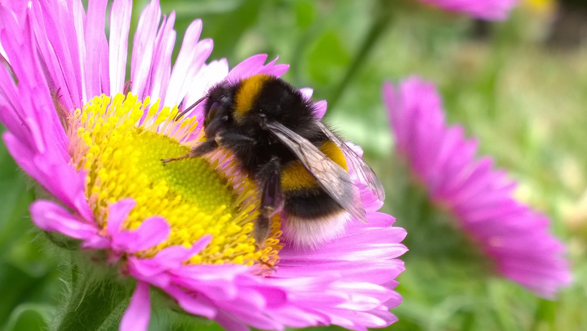 bumble bee flower free photo