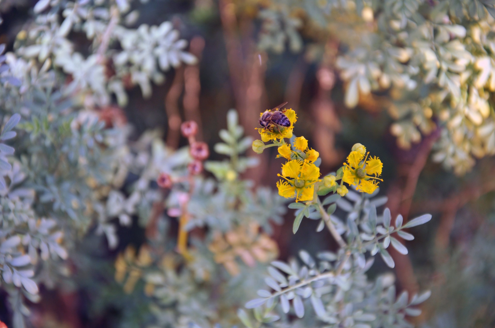 bee bumblebee flower free photo