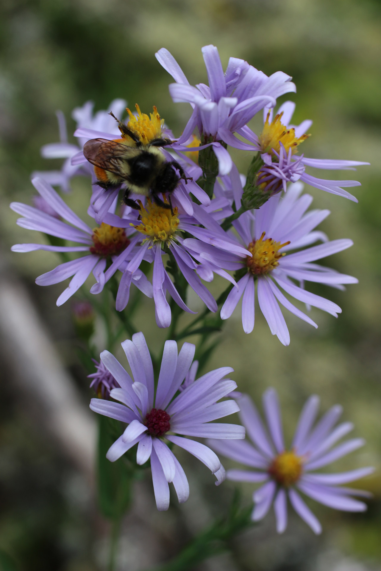 bumble bee purple free photo