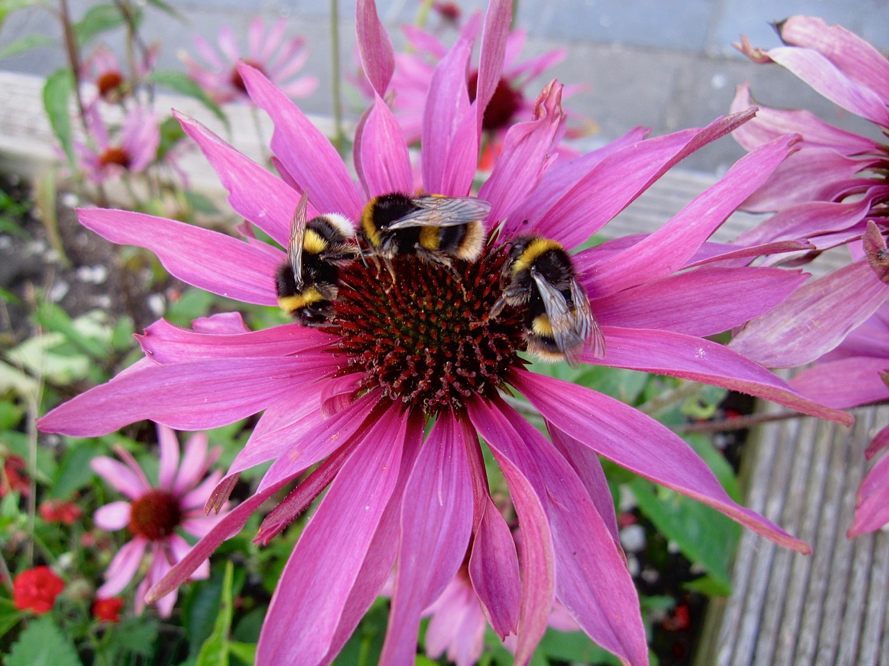 bumble bees echinacea insect free photo