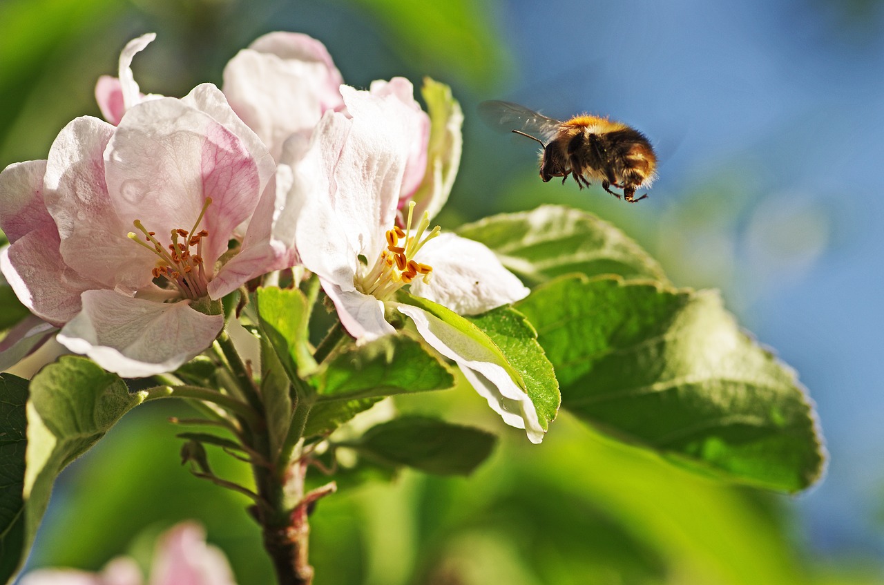 bumblebee apple blossom flight free photo