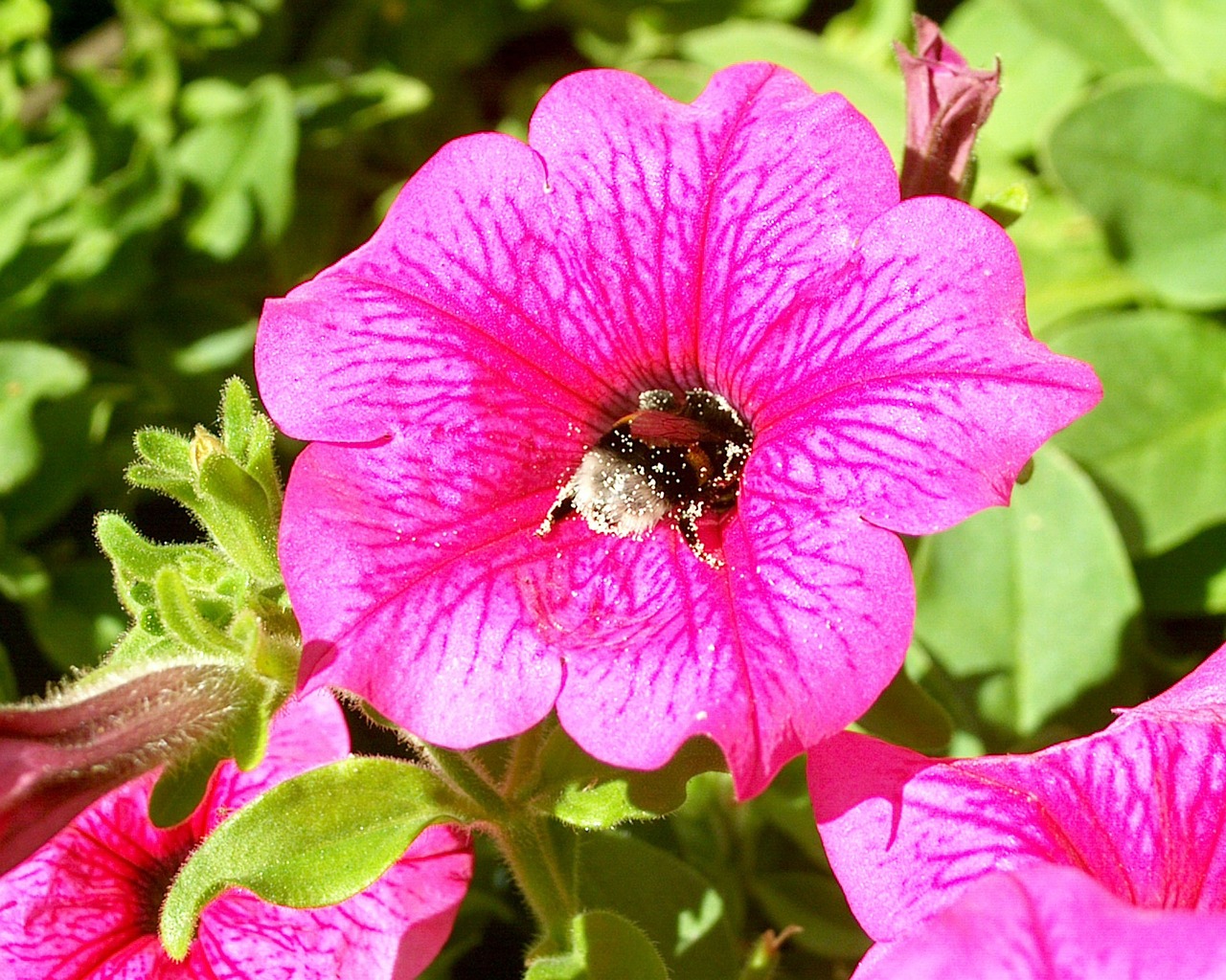 bumblebee flower summer free photo