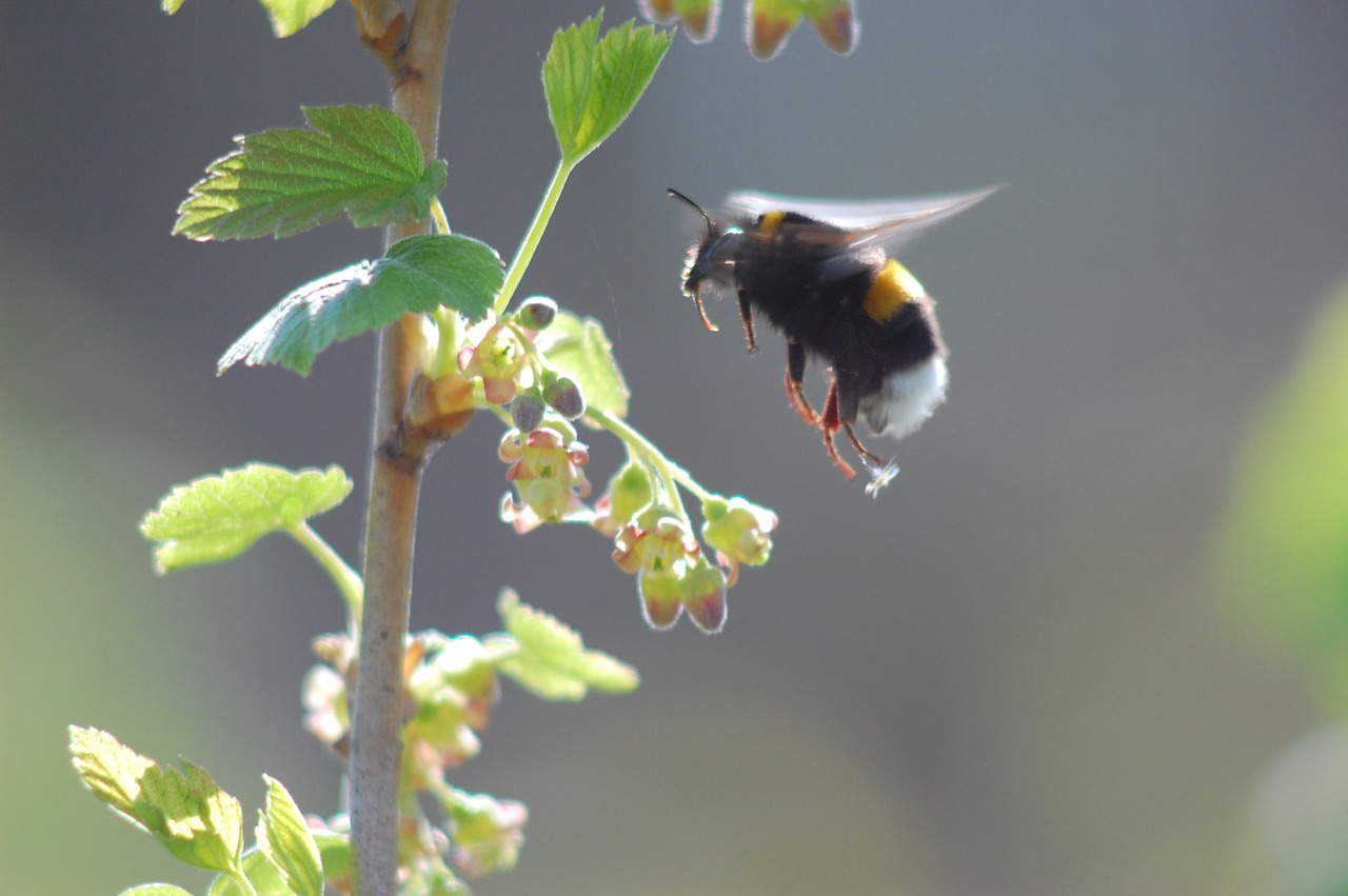 bumblebee krupnyj plan in-flight free photo