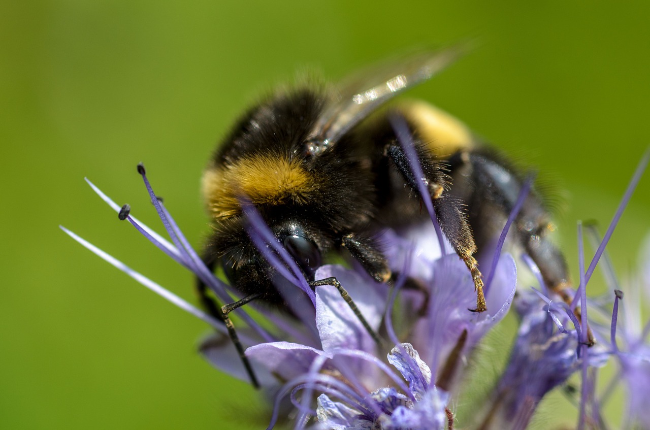 bumblebee macro insect free photo