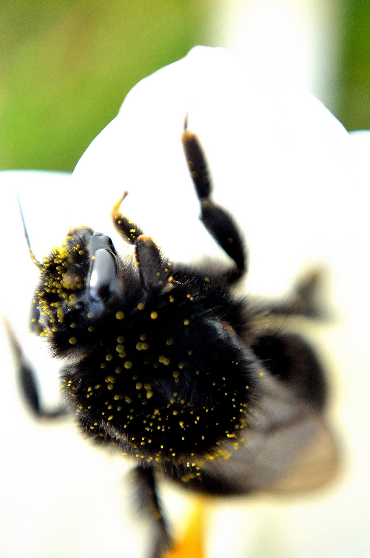 bumblebee macro insect free photo