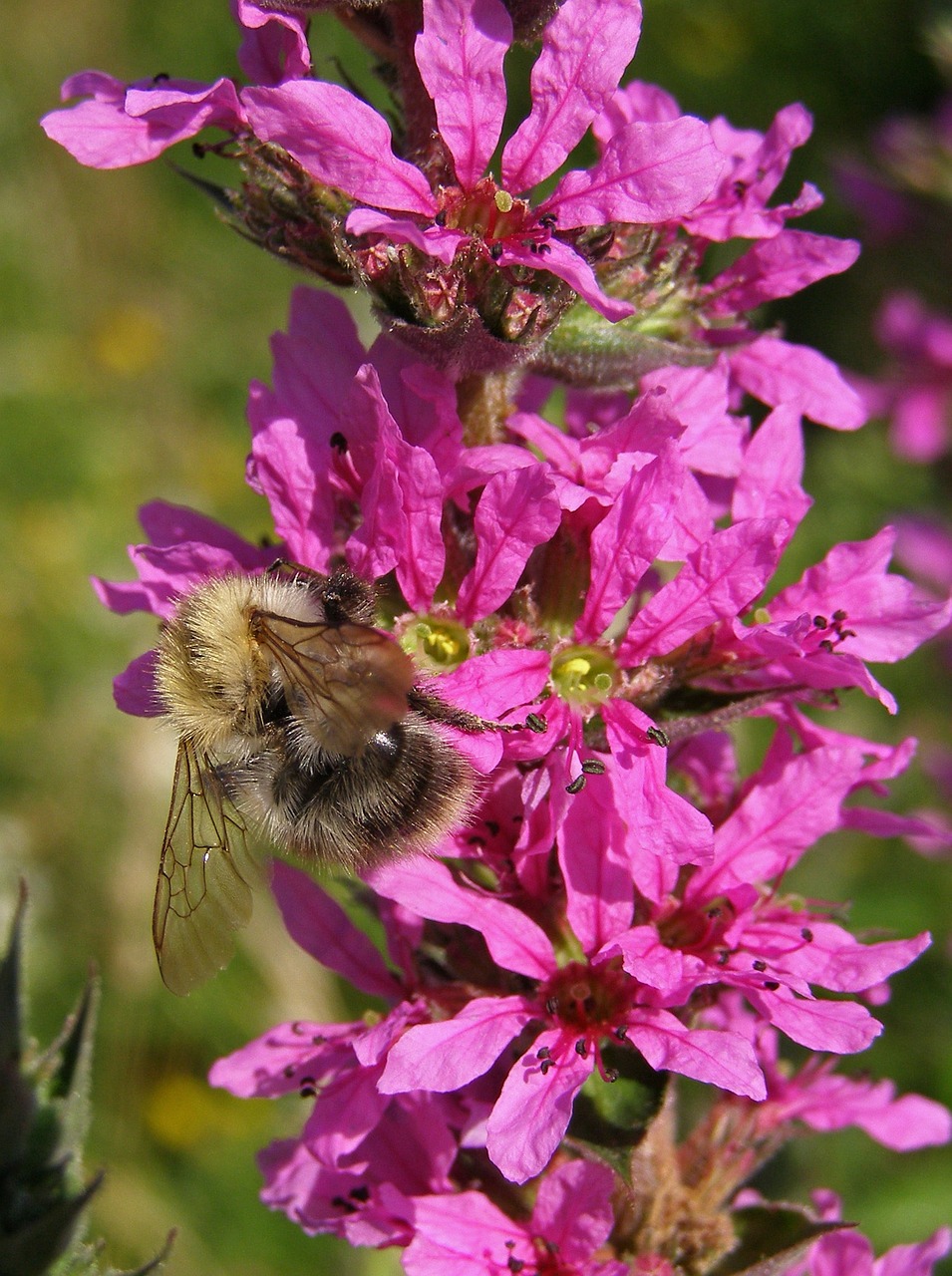 bumblebee flower pink free photo