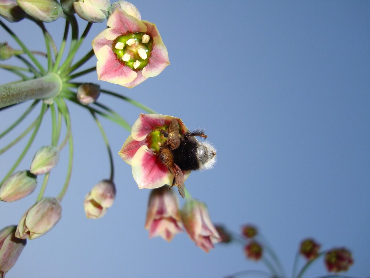 bumblebee flower sky free photo