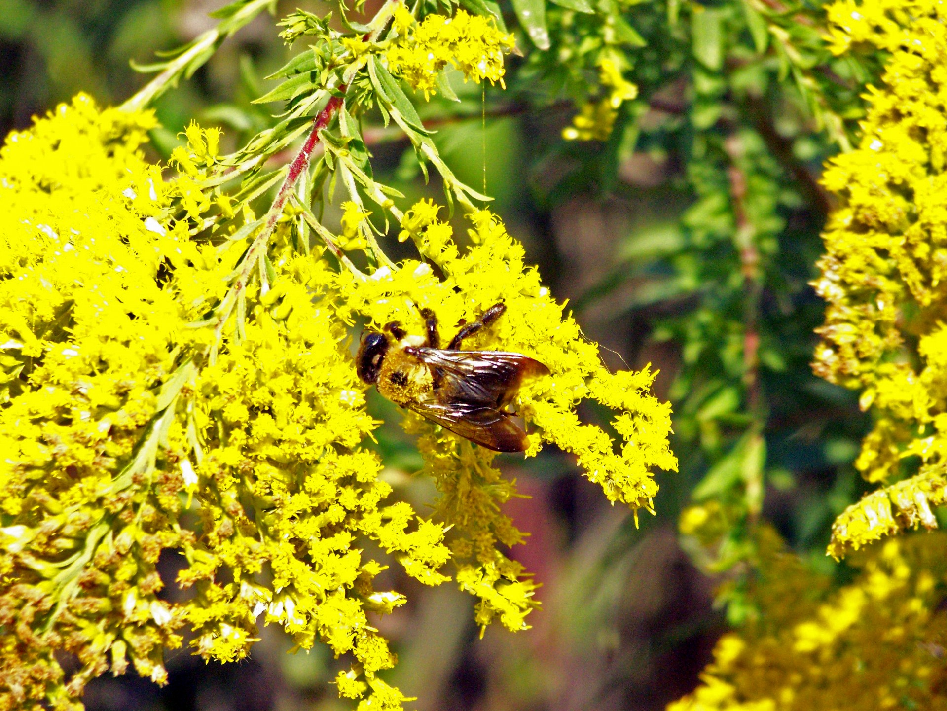bumblebee bee yellow free photo