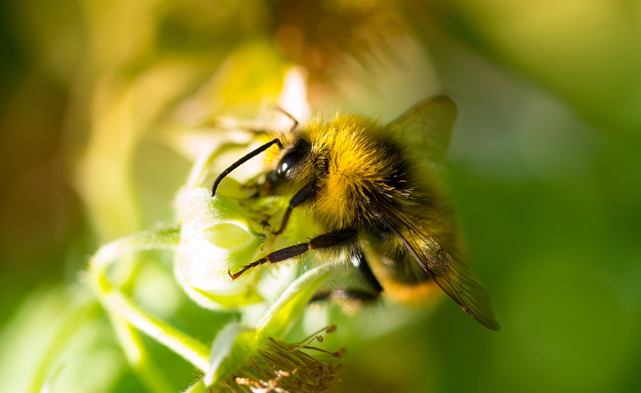 bumblebee garden macro free photo