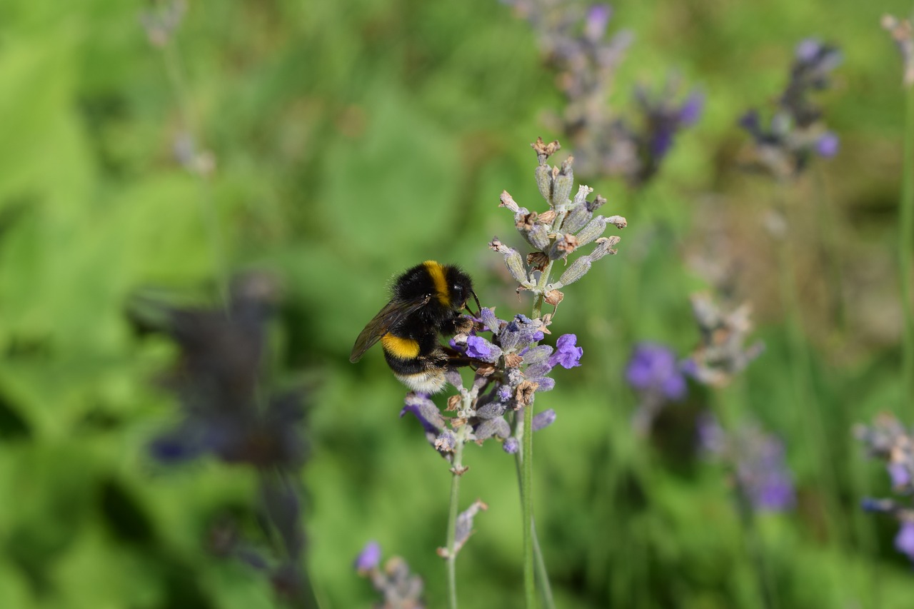 bumblebee lavender purple free photo