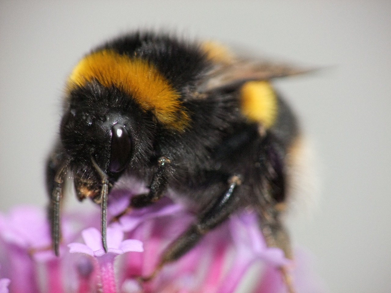 bumblebee stripe sting free photo