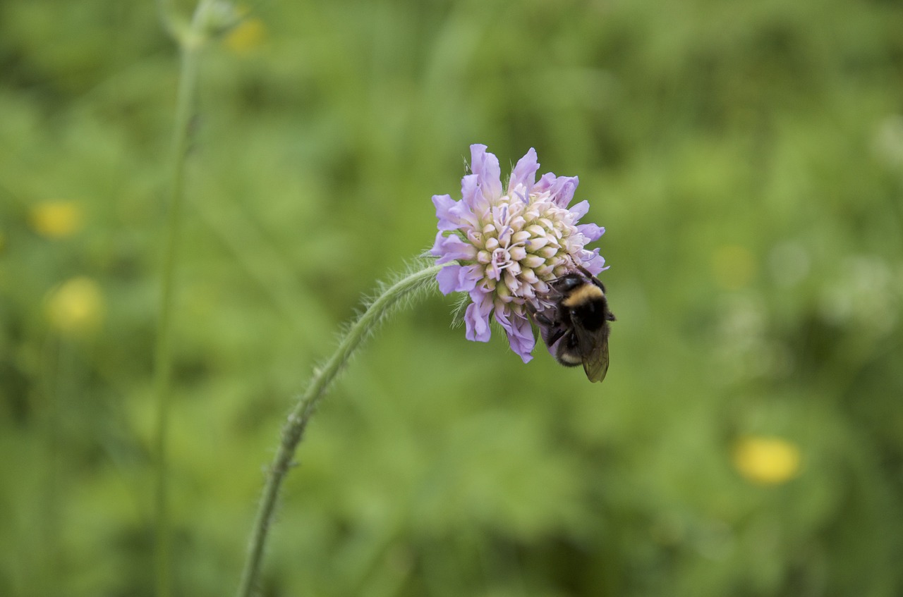 bumblebee thistle nature free photo