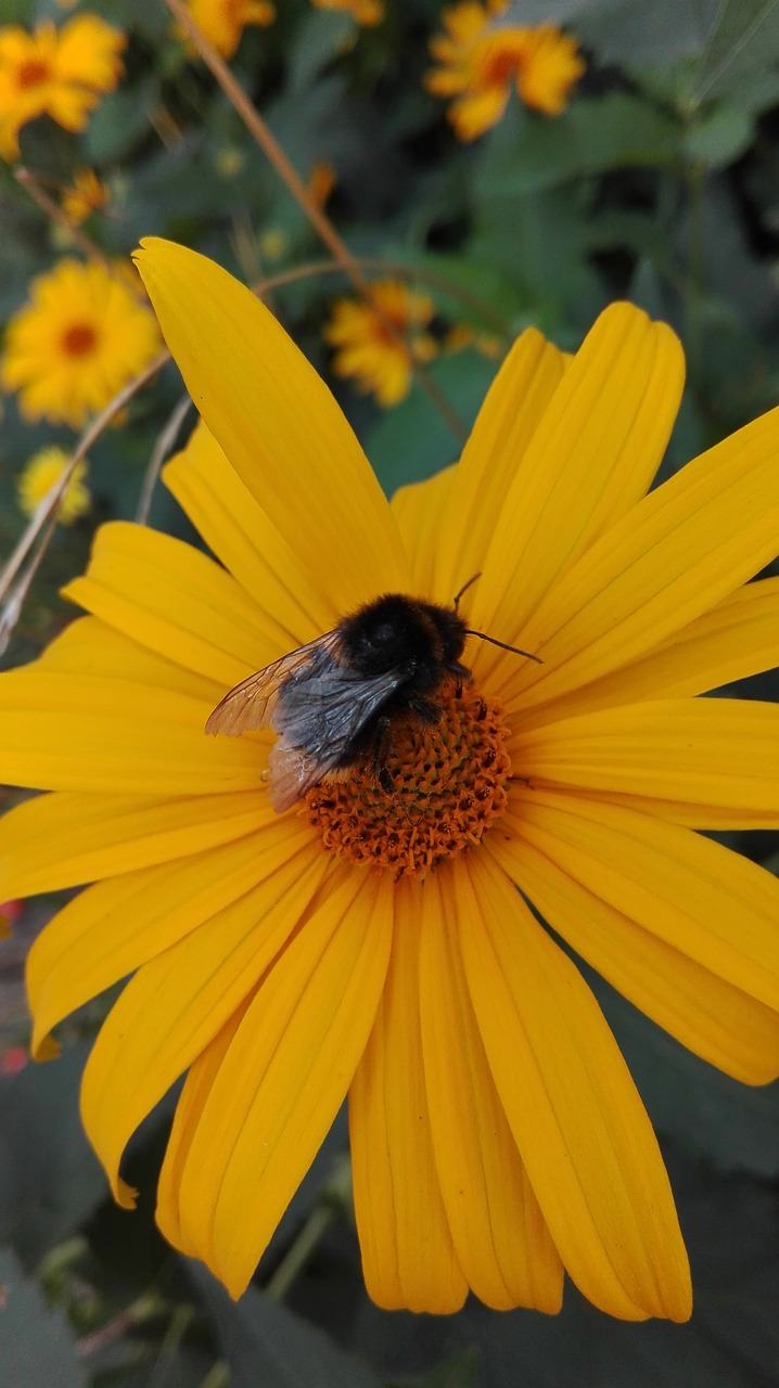 bumblebee flowers nature free photo